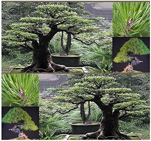 10 semi - Japán VÖRÖS Pino félig Pinus densiflora - GIAPPONESE